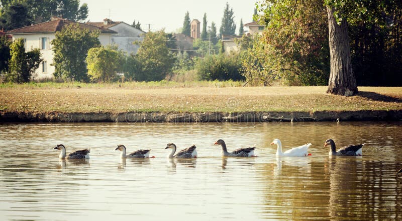 Greylag geese swimming in row in the lake