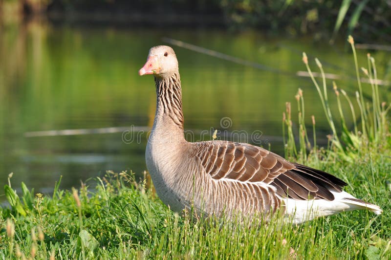 Greylag goose