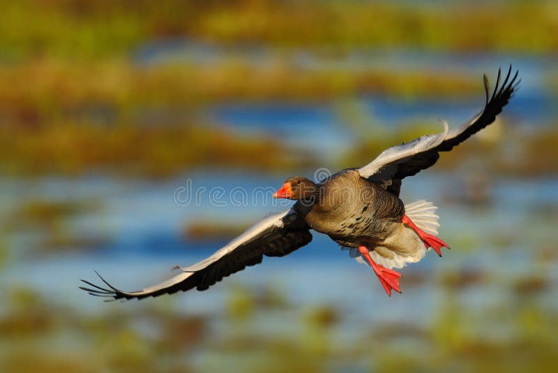 Greylag Goose, Anser anser, flying bird in the nature habit, action scene with open wings, Swden royalty free stock photography Greylag Goose, Anser anser, flying bird in the nature habit, action scene with open wings, Swden royalty free stock photography
