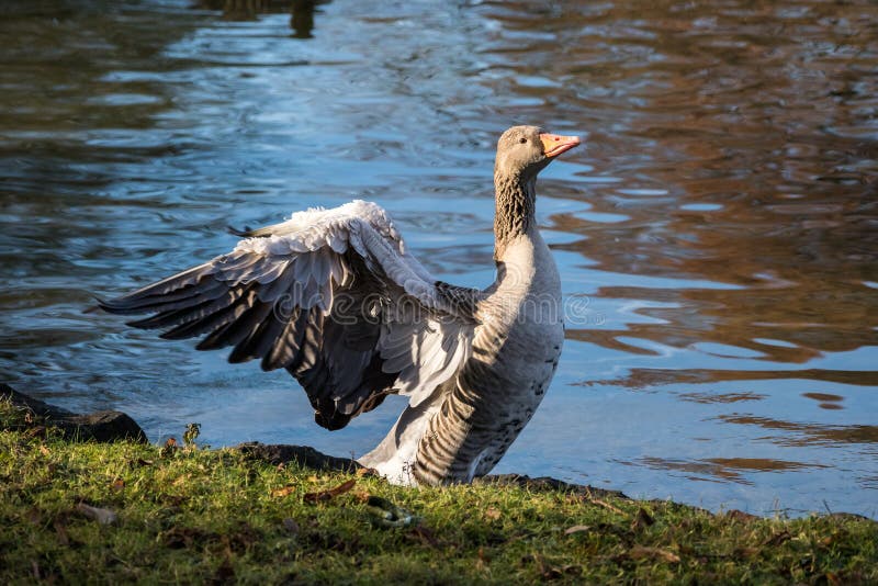 The greylag goose, Anser anser is a species of large goose stock photo The greylag goose, Anser anser is a species of large goose stock photo