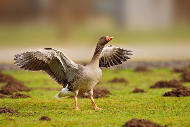 Greylag Goose (Anser anser)