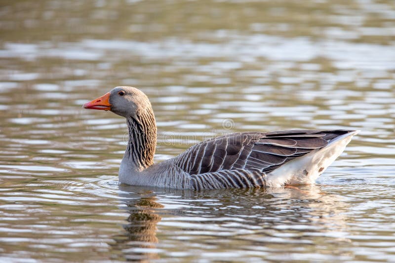 Greylag Goose Anser imagem de stock Greylag Goose Anser imagem de stock