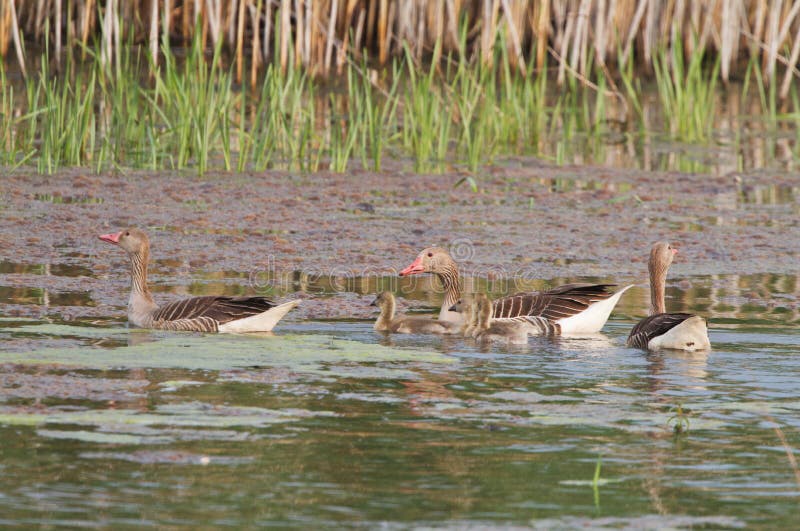 Greylag goose with juveniles