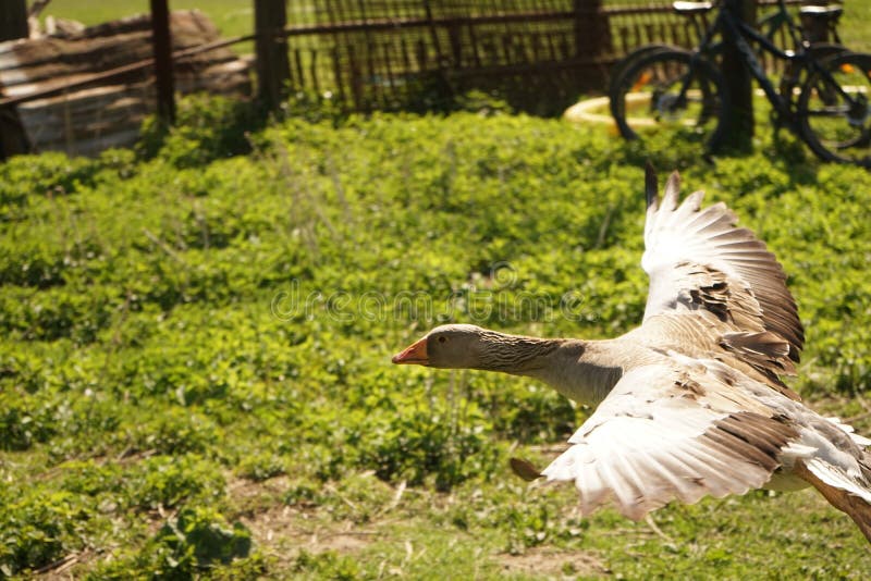 Greylag goose landing on a garden
