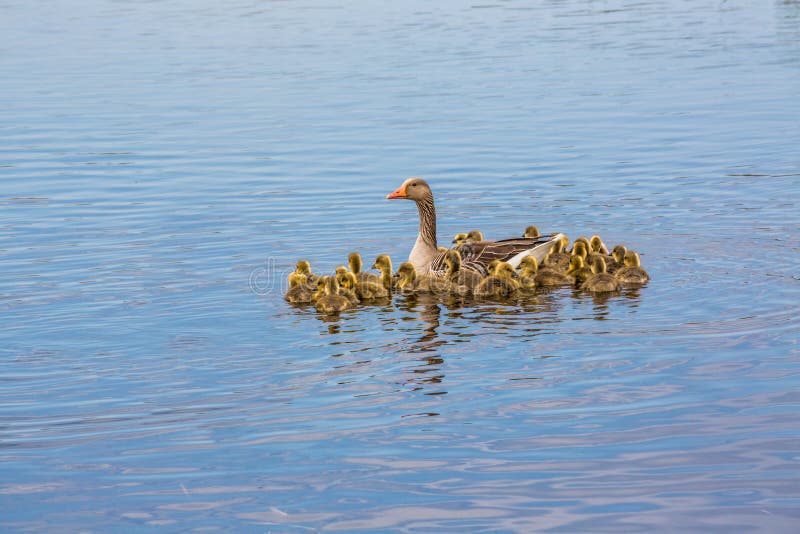 Greylag goose mother with her large family of chicks