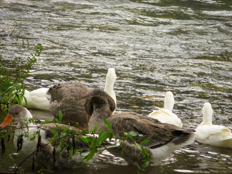 Greylag goose and white ducks on the water at the river. royalty free stock photography Greylag goose and white ducks on the water at the river. royalty free stock photography