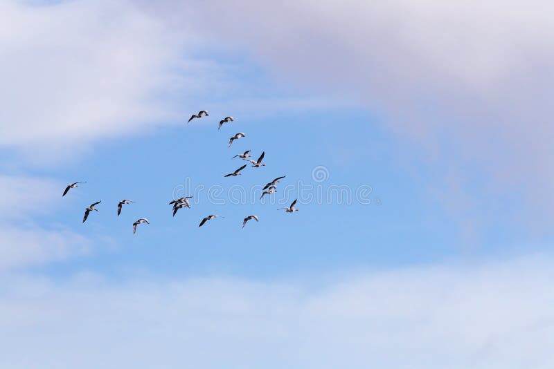 Greylag Gooses in formation flying in a blue sky Iceland.