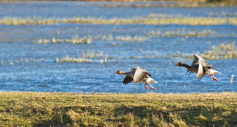 greylag гусынь с принимать стоковые фотографии rf greylag гусынь с принимать стоковые фотографии rf