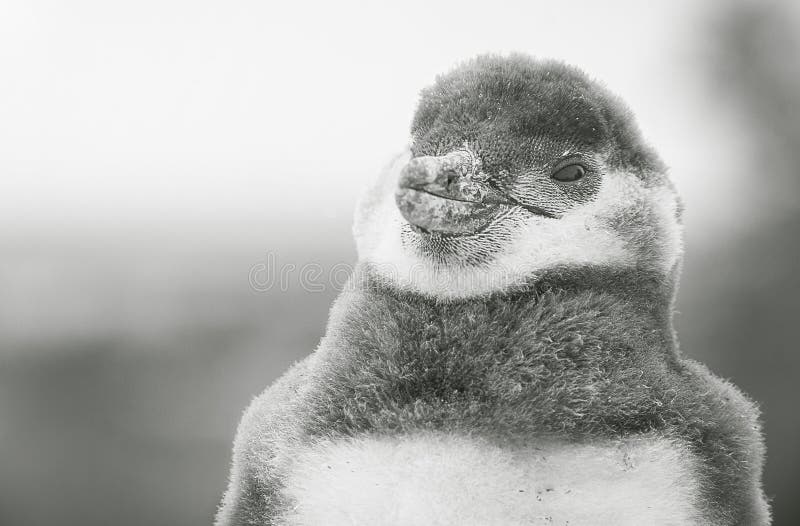 Greyscale closeup shot of a cute little penguin royalty free stock photography