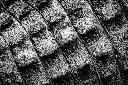 1,159 Curvy Thick Ebony Stock Photos - Free & Royalty-Free Stock Photos