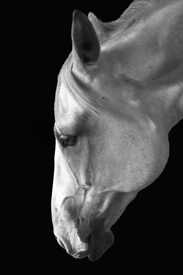 Greyscale side profile picture of a white horse bending over with a black background