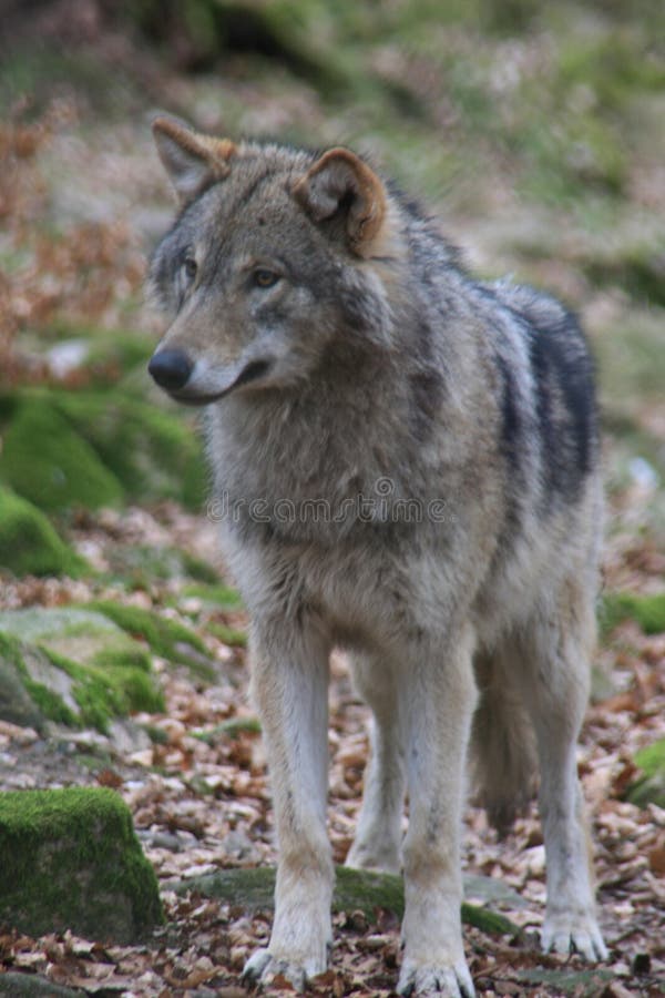 Greywolf