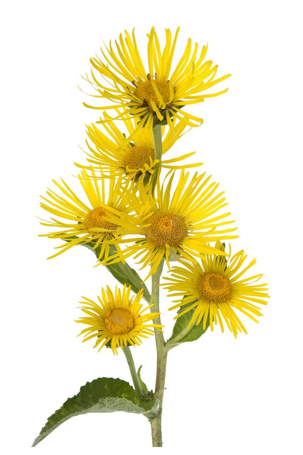 Griekse alant; bloesem; Inulahelenium stock afbeeldingen Griekse alant; bloesem; Inulahelenium stock afbeeldingen
