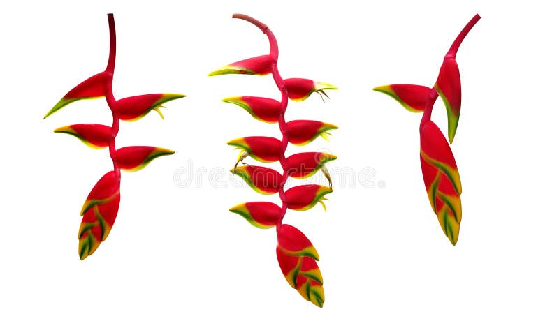 Griffe accrochante de homard de rostrata rouge de Heliconia ou oiseau faux de l'ensemble tropical d'usine de fleur de paparadise image libre de droits Griffe accrochante de homard de rostrata rouge de Heliconia ou oiseau faux de l'ensemble tropical d'usine de fleur de paparadise image libre de droits