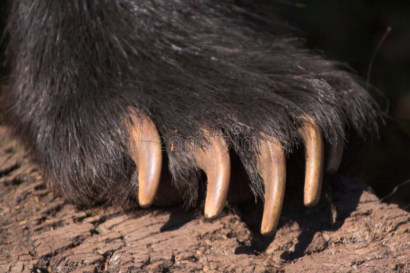 Quel Animal Possède Les Plus Longues Griffes Griffe D'ours Image libre de droits - Image: 652296