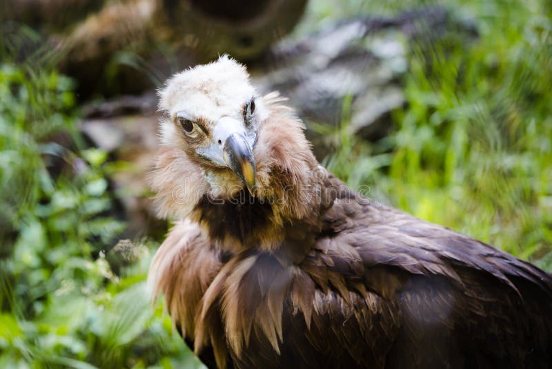 Griffin at the zoo stock image. Image of african, isolated - 56777245