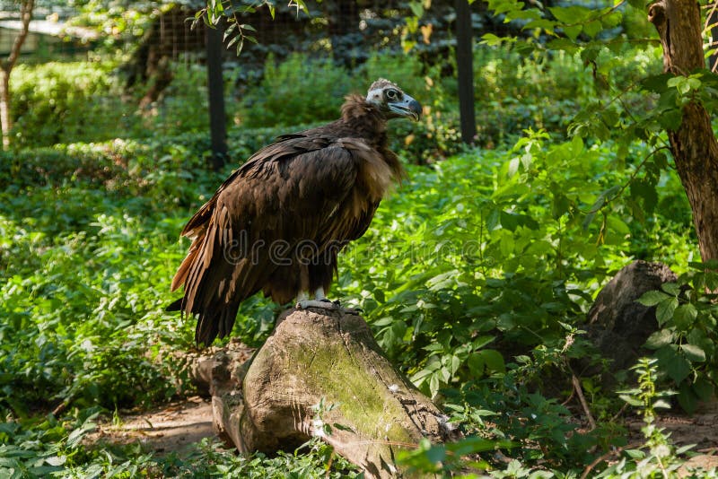 Griffins in green grass stock photo. Image of beak, looking - 90601082