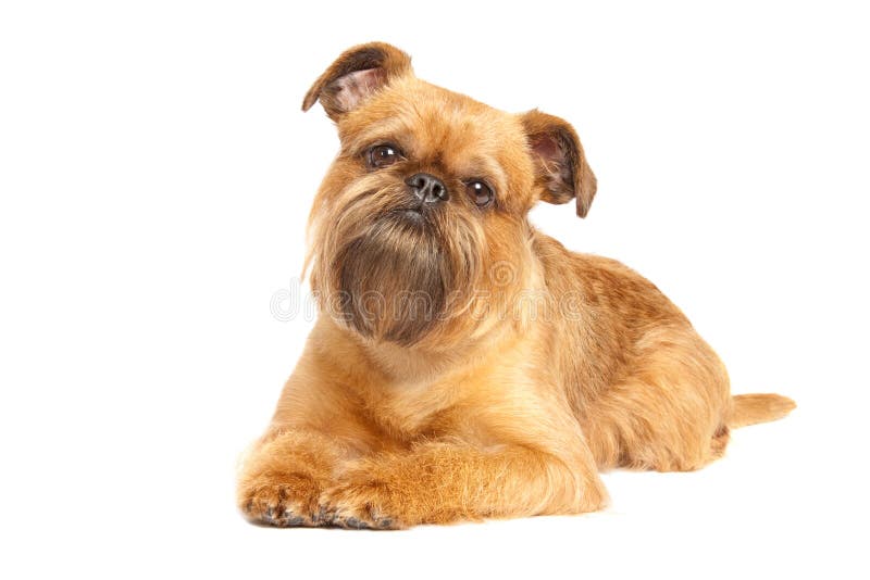 2,001 Brussels Griffon Stock Photos - Free & Royalty-Free Stock Photos from Dreamstime 2,001 Brussels Griffon Stock Photos - Free & Royalty-Free Stock Photos from Dreamstime