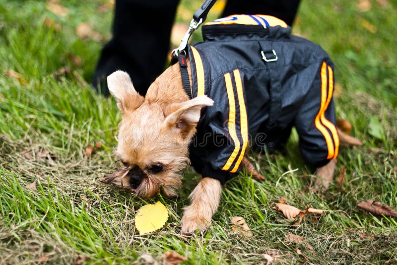 Griffon Bruxellois is walking in park