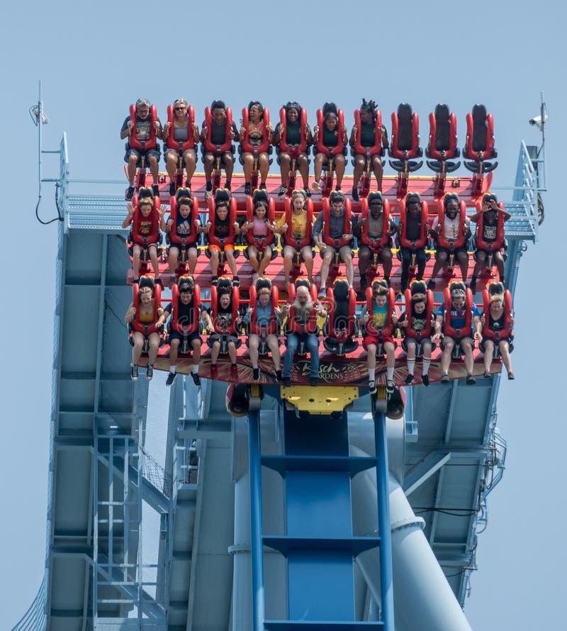 Griffon Dive Coaster Suspended at Top of First Drop at Busch Gardens