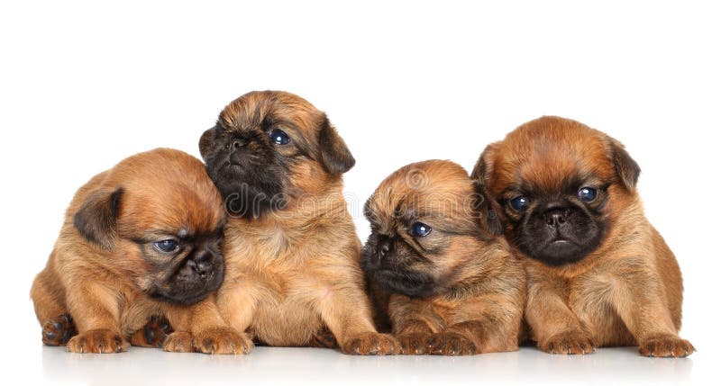 131 Griffon Puppies Stock Photos - Free & Royalty-Free Stock Photos from Dreamstime 131 Griffon Puppies Stock Photos - Free & Royalty-Free Stock Photos from Dreamstime