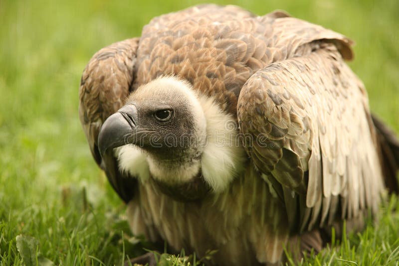 Griffon Vulture