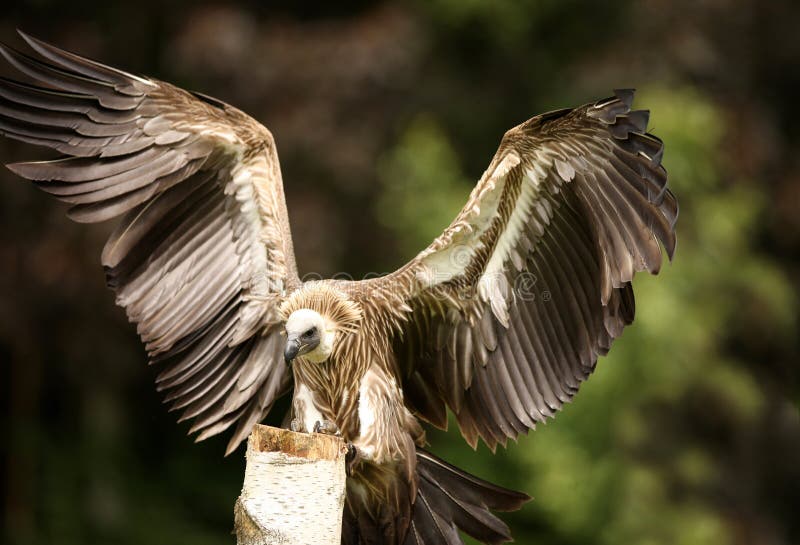 Griffon Vulture