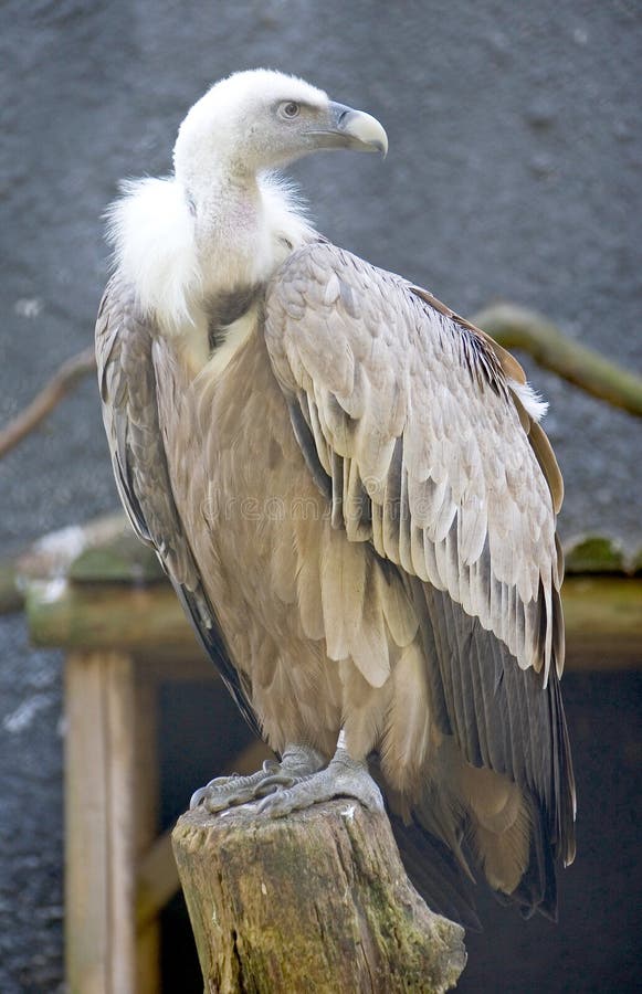 Griffon vulture 2