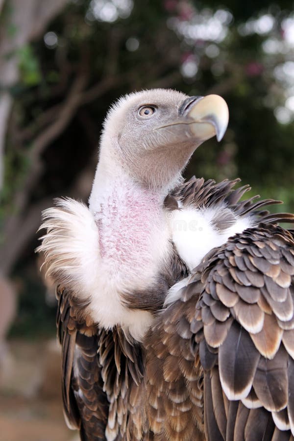 Griffon Vulture