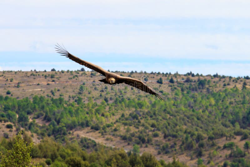 A griffon vulture flying in Hoces del Rio DuratÃ³n National Park, Spain