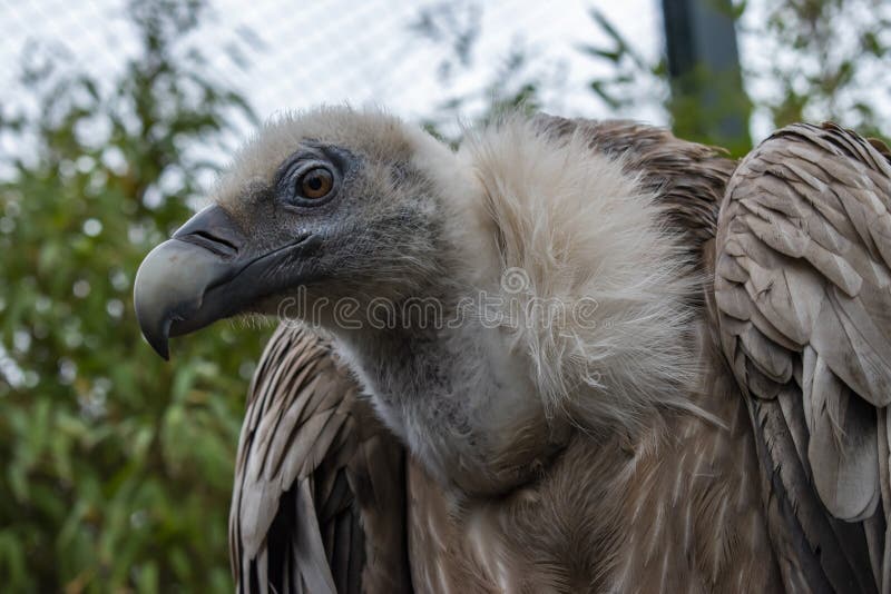Griffon Vulture Bird arkivfoto Griffon Vulture Bird arkivfoto