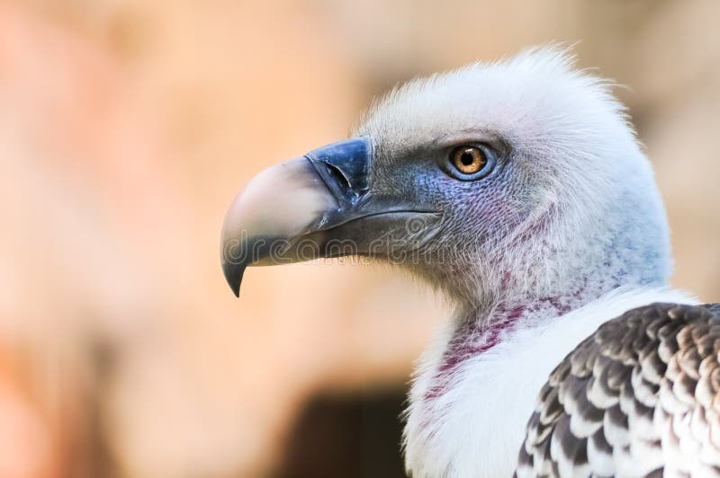 African Cape vulture stock image. Image of coprotheres - 8810701