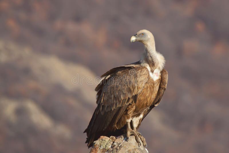 Griffon Vulture (fulvus de los Gyps) imagenes de archivo Griffon Vulture (fulvus de los Gyps) imagenes de archivo