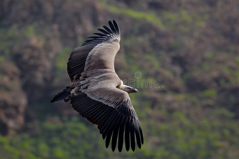 Griffon Vulture, fulvus dos Gyps, pássaros grandes do voo da rapina acima do moountain Abutre na pedra Pássaro no habitat da natu