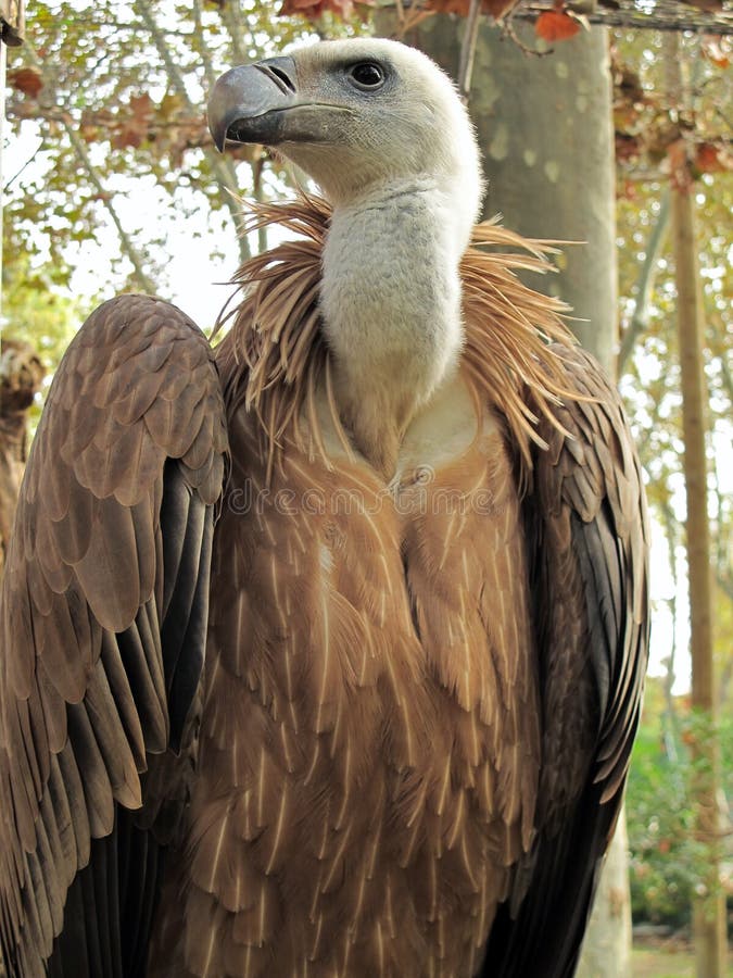 Griffon Vulture, Gyps Fulvus Stock Photo - Image of outdoor, bird: 15638412