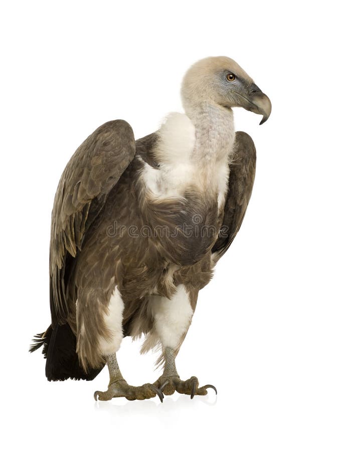 Griffon Vulture - Gyps fulvus