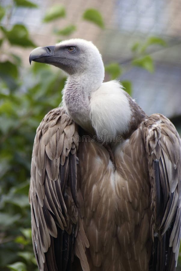 Griffon Vulture Bird Portrait Taken in Moscow Zoo. Stock Image - Image ...