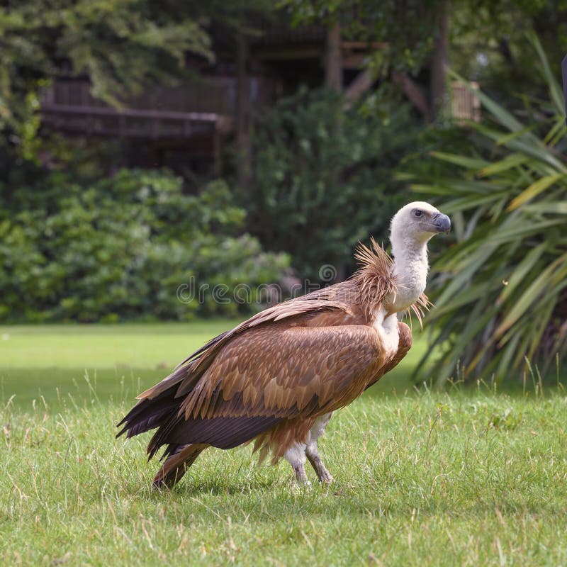 Griffon Vulture Birds Watching In The Wildlife Stock Photo - Image of ...