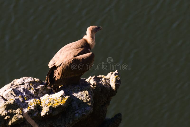 Griffon Vulture Gyps Fulvus in Extremadura, Spain Stock Image - Image ...