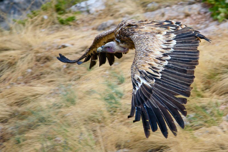 Griffon Vulture Gyps Fulvus in Flight Stock Image - Image of ...