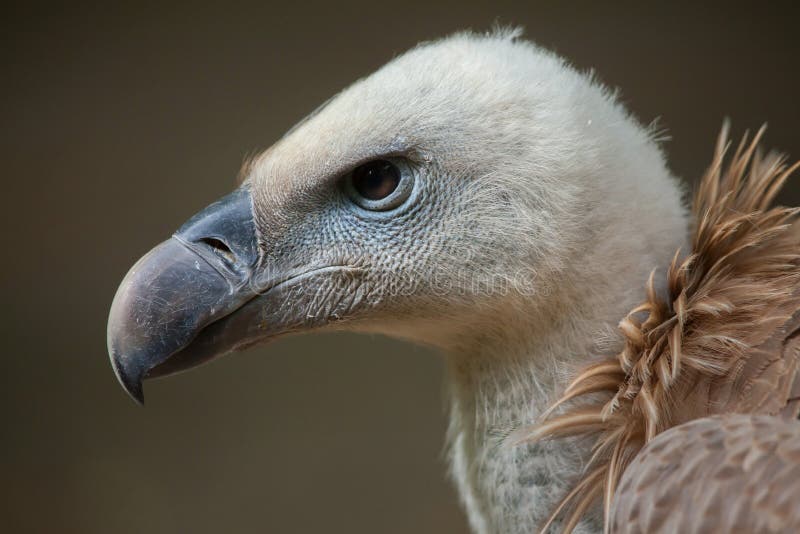 Griffon Vulture (Gyps Fulvus). Stock Photo - Image of animals, ethiopia ...
