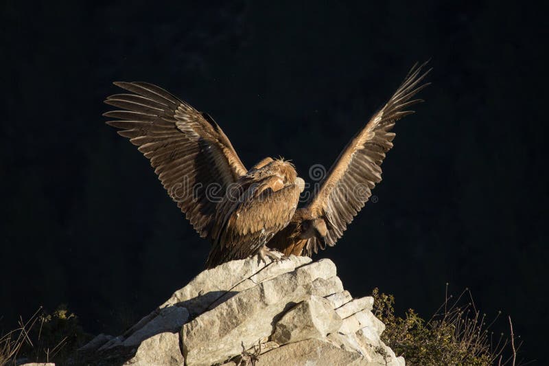 Griffon Vulture Landing with Its Mate Stock Photo - Image of vulture ...