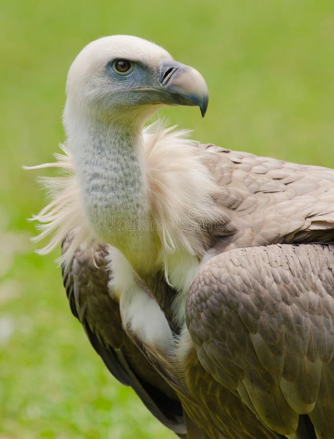 Vulture stock photo. Image of vulture, closeup, outdoor - 16325728