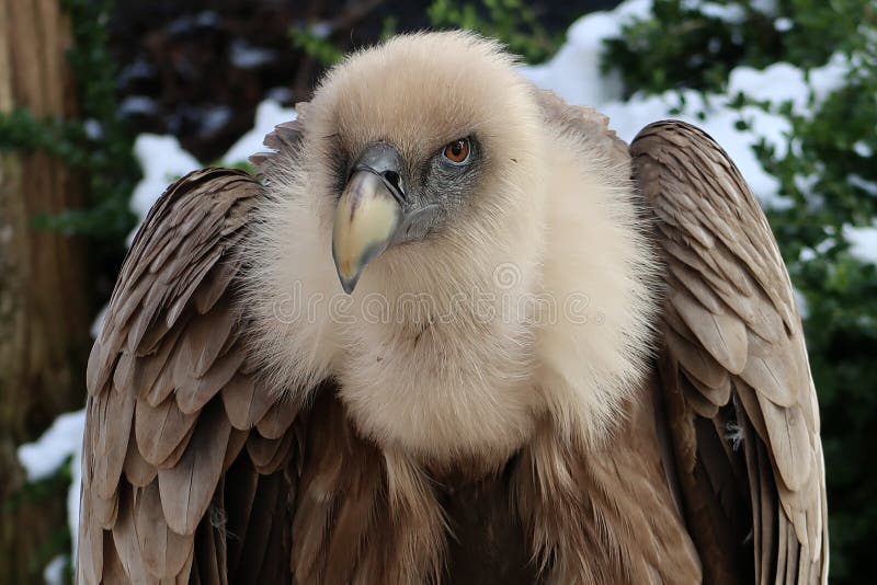 Vulture of snow stock image. Image of nature, dead, black - 24626079