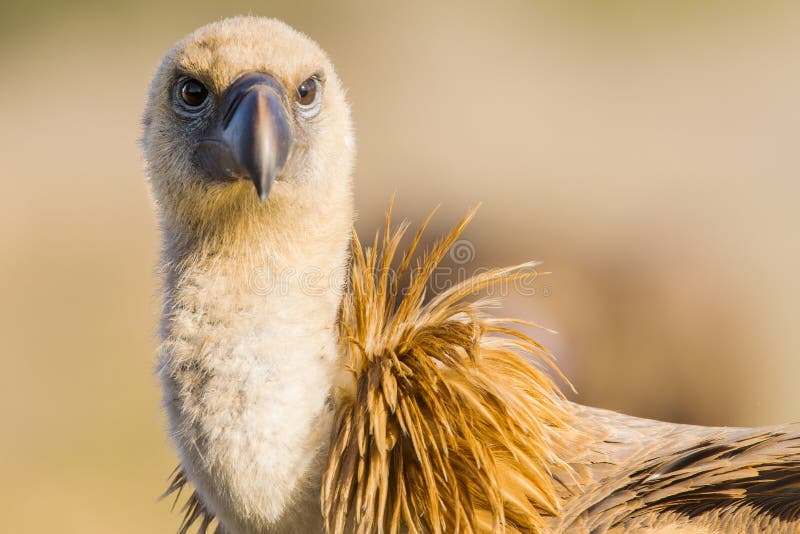 Griffon Vulture, Vale Gier, Gyps vulvus