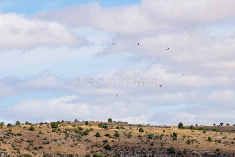 Griffon vultures in Hoces del Rio DuratÃ³n National Park, Spain