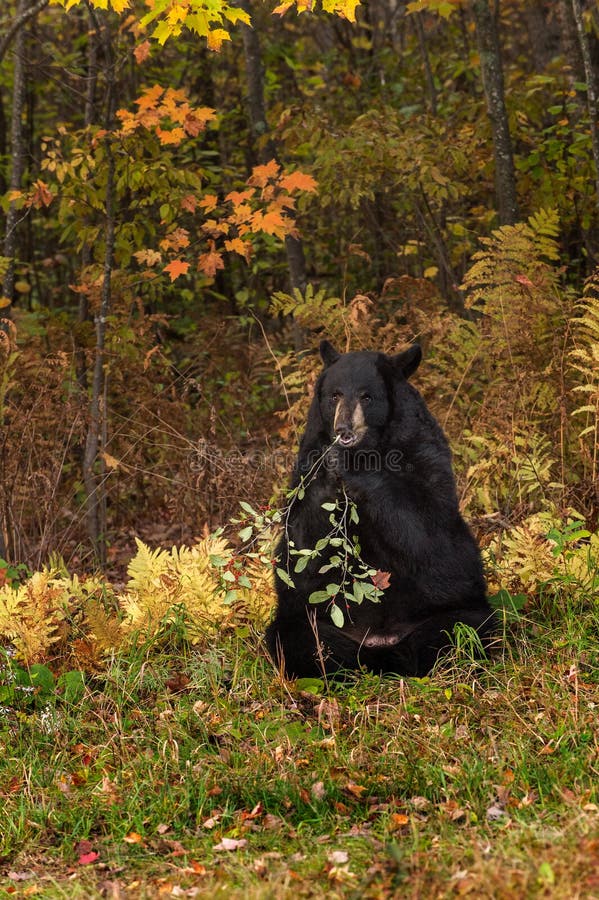 Grignotements d'ours noir de femelle adulte (Ursus américanus) photo libre de droits Grignotements d'ours noir de femelle adulte (Ursus américanus) photo libre de droits