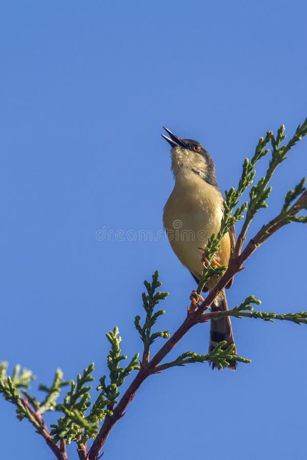 Grijs-Breasted prinia in Ella, Uva-provincie, Sri Lanka royalty-vrije stock foto Grijs-Breasted prinia in Ella, Uva-provincie, Sri Lanka royalty-vrije stock foto