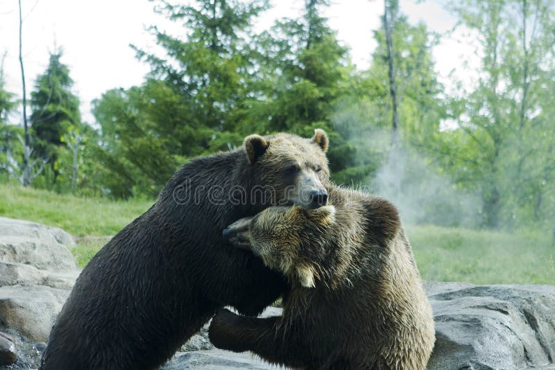 Grizzly (Brown) Bears in a playful fight. Grizzly (Brown) Bears in a playful fight.