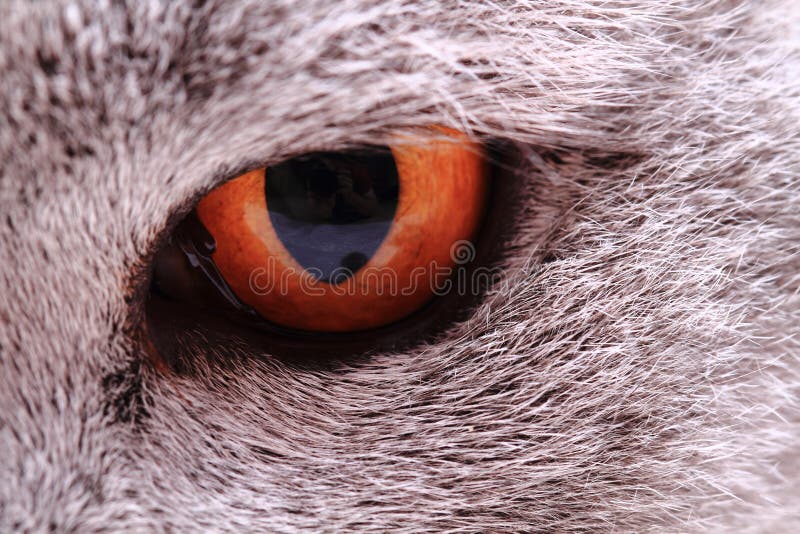 grijs geel oog van Britse kat stock foto's grijs geel oog van Britse kat stock foto's
